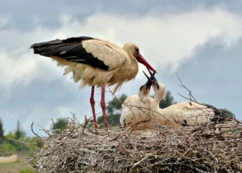 Спільнота й сім’я у латинській традиції